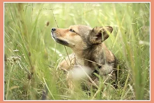 1 rok, 5 kg, przytulaśna ,grzeczna,lekko nieśmiała sunia FANTA_Adopcja
