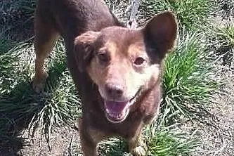 Mały radosny spragniony miłości psiaczek potrzebuje domku, Mazowieckie, Warszawa