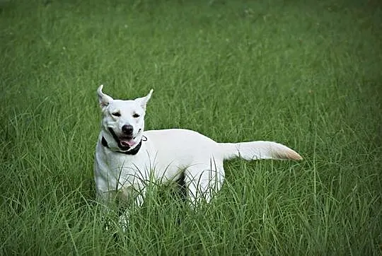 Radosna, grzeczna Lucy - biszkoptowy labrador szuka domu!