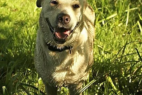 Radosna, grzeczna Lucy - biszkoptowy labrador szuk
