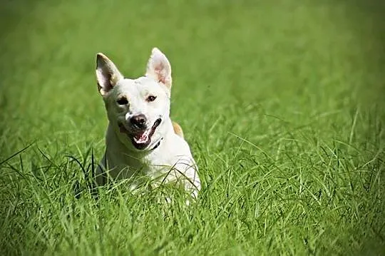 Radosna, grzeczna Lucy - biszkoptowy labrador szuk