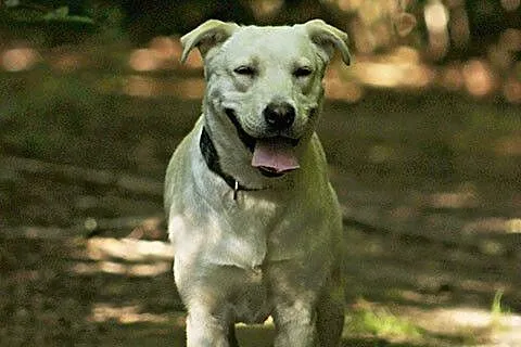 Radosna, grzeczna Lucy - biszkoptowy labrador szuk