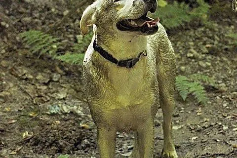 Radosna, grzeczna Lucy - biszkoptowy labrador szuk