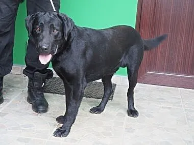 Czarny, piękny labrador czeka na dom