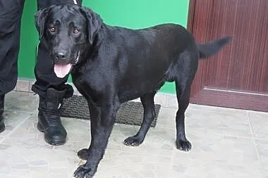 Czarny, piękny labrador czeka na dom