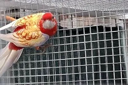 Para rozelli królewskich, Małopolskie, Chyżne