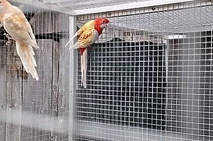 Para rozelli królewskich, Małopolskie, Chyżne