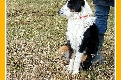 Mix border i foksterier,młody FOX,łagodny,towarzys