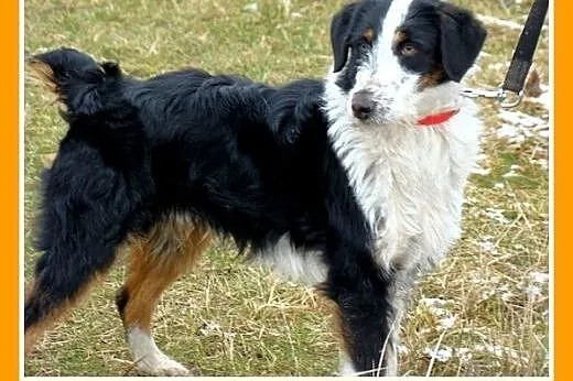 Mix border i foksterier,młody FOX,łagodny,towarzys