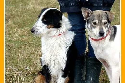 Mix border i foksterier,młody FOX,łagodny,towarzys