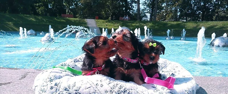 Yorkshire Terrier-mega maluszki XS, Lubelskie, Lublin
