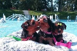 Yorkshire Terrier-mega maluszki XS