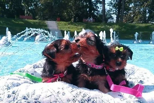 Yorkshire Terrier-mega maluszki XS, Lubelskie, Lublin