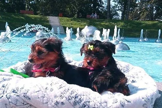 Yorkshire Terrier-mega maluszki XS, Lubelskie, Lublin