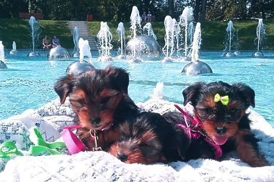 Yorkshire Terrier-mega maluszki XS, Lubelskie, Lublin
