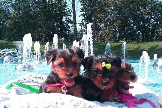 Yorkshire Terrier-mega maluszki XS, Lubelskie, Lublin
