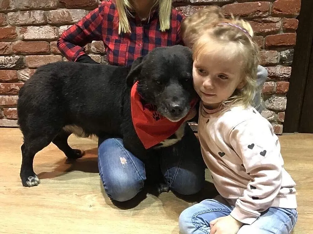 Wesoły Majki do adopcji