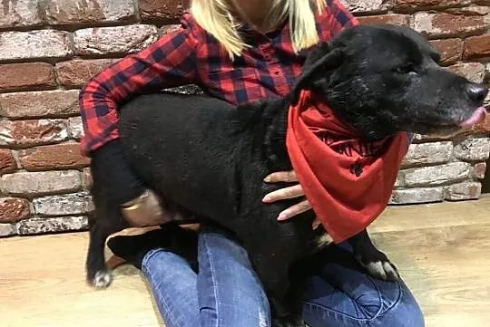 Wesoły Majki do adopcji