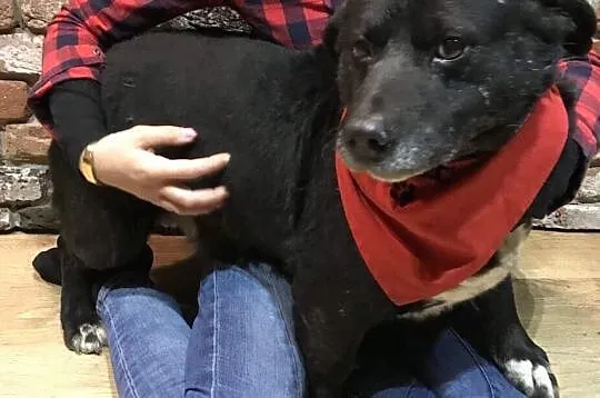 Wesoły Majki do adopcji