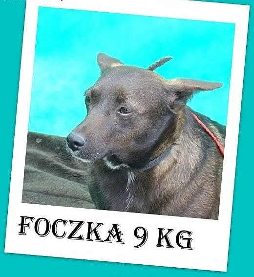 9 kg,jamnikowata,czekoladowa,delikatna,łagodna suc