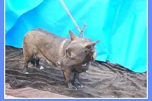 9 kg,jamnikowata,czekoladowa,delikatna,łagodna suc