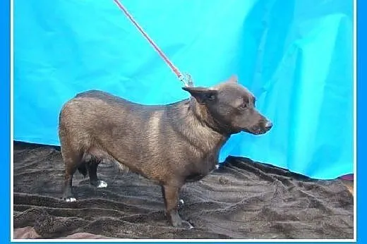 9 kg,jamnikowata,czekoladowa,delikatna,łagodna suc
