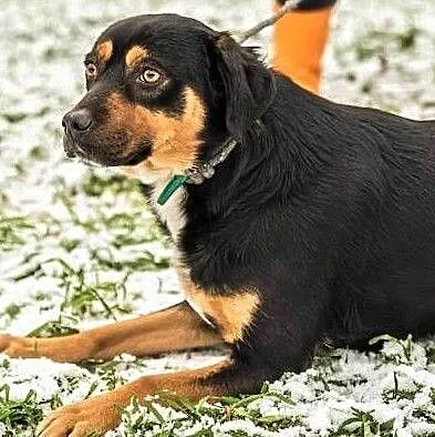 NORIS - młody, kochany, spragniony miłości psiak; do adopcji,, Małopolskie, Kraków