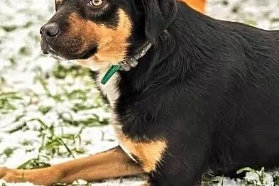 NORIS - młody, kochany, spragniony miłości psiak; do adopcji,