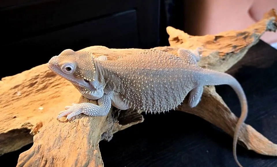 Agama brodata Samica Hypo zero, Mazowieckie, Warszawa