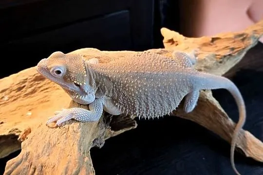Agama brodata Samica Hypo zero, Mazowieckie, Warszawa