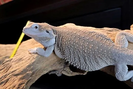 Agama brodata Samica Hypo zero, Mazowieckie, Warszawa