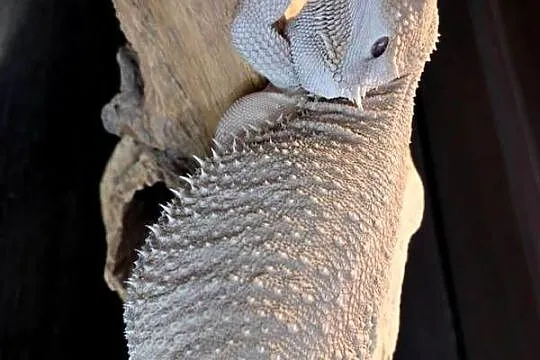 Agama brodata Samica Hypo zero, Mazowieckie, Warszawa