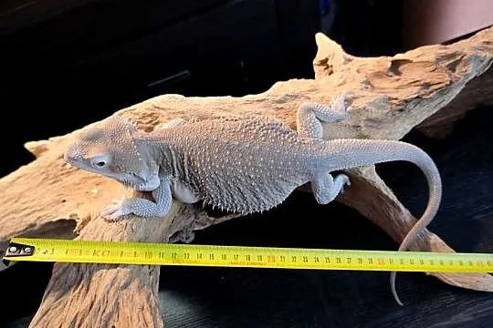 Agama brodata Samica Hypo zero, Mazowieckie, Warszawa