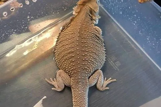 Agama brodata Samica Hypo zero, Mazowieckie, Warszawa