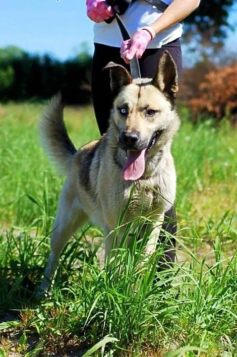 SOKÓŁ niebieskie oko, do adopcji, łódzkie Skiern