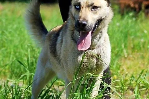 SOKÓŁ niebieskie oko, do adopcji, łódzkie Skierniewice