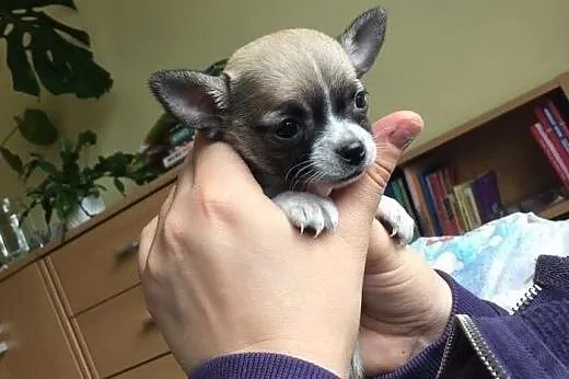 Chihuahua szczeniaczek, rodowód ZKwP / FCI urocza,