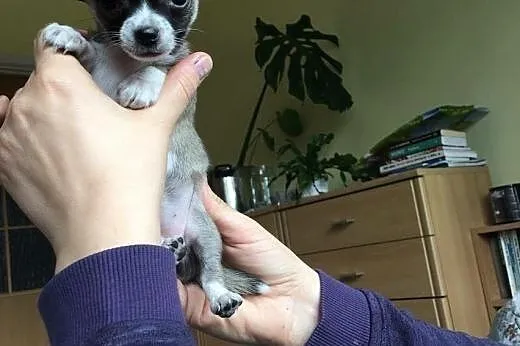 Chihuahua szczeniaczek, rodowód ZKwP / FCI urocza,