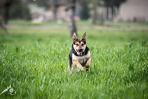 Sara w typie owczarka- do adopcji,  świętokrzyskie