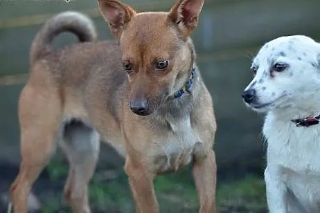 Bazia przeurocza suczka do adopcji.,  małopolskie 