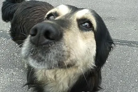 Pilnie potrzebny dom dla bezdomnego psiaka! POMOCY