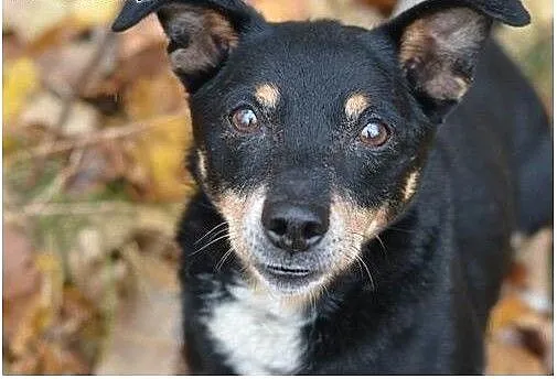 Keks - łagodny, domowy piesek do adopcji !, śląsk