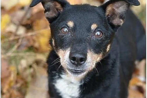 Keks - łagodny, domowy piesek do adopcji !,  śląsk