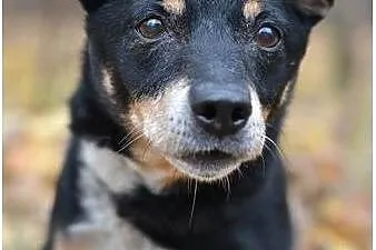 Keks - łagodny, domowy piesek do adopcji !,  śląsk