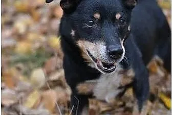 Keks - łagodny, domowy piesek do adopcji !,  śląsk