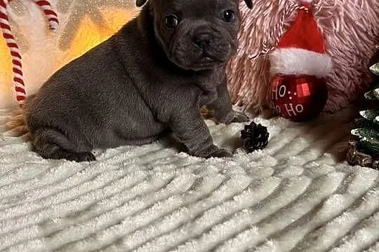 Buldog francuski do rezerwacji, Śląskie, Częstochowa