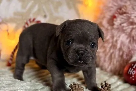 Buldog francuski do rezerwacji, Śląskie, Częstochowa