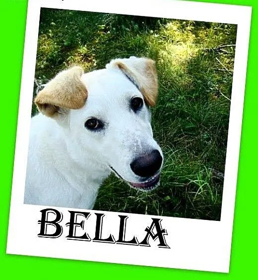 Labrador mix,przyjazna,łagodna,wesoła suczka BELLA
