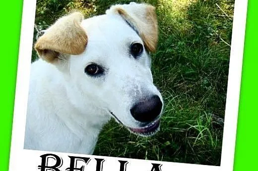 Labrador mix,przyjazna,łagodna,wesoła suczka BELLA