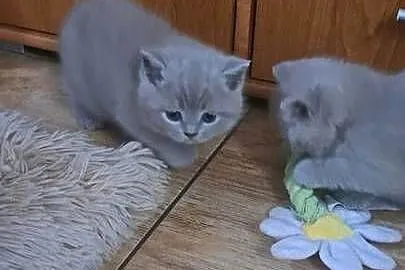 Kocięta brytyjskie liliowe z rodowodem, Dolnośląskie, Wrocław
